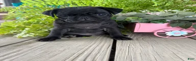 Pug 5