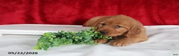 Golden Retriever dogs for sale: Robin - Ad 3