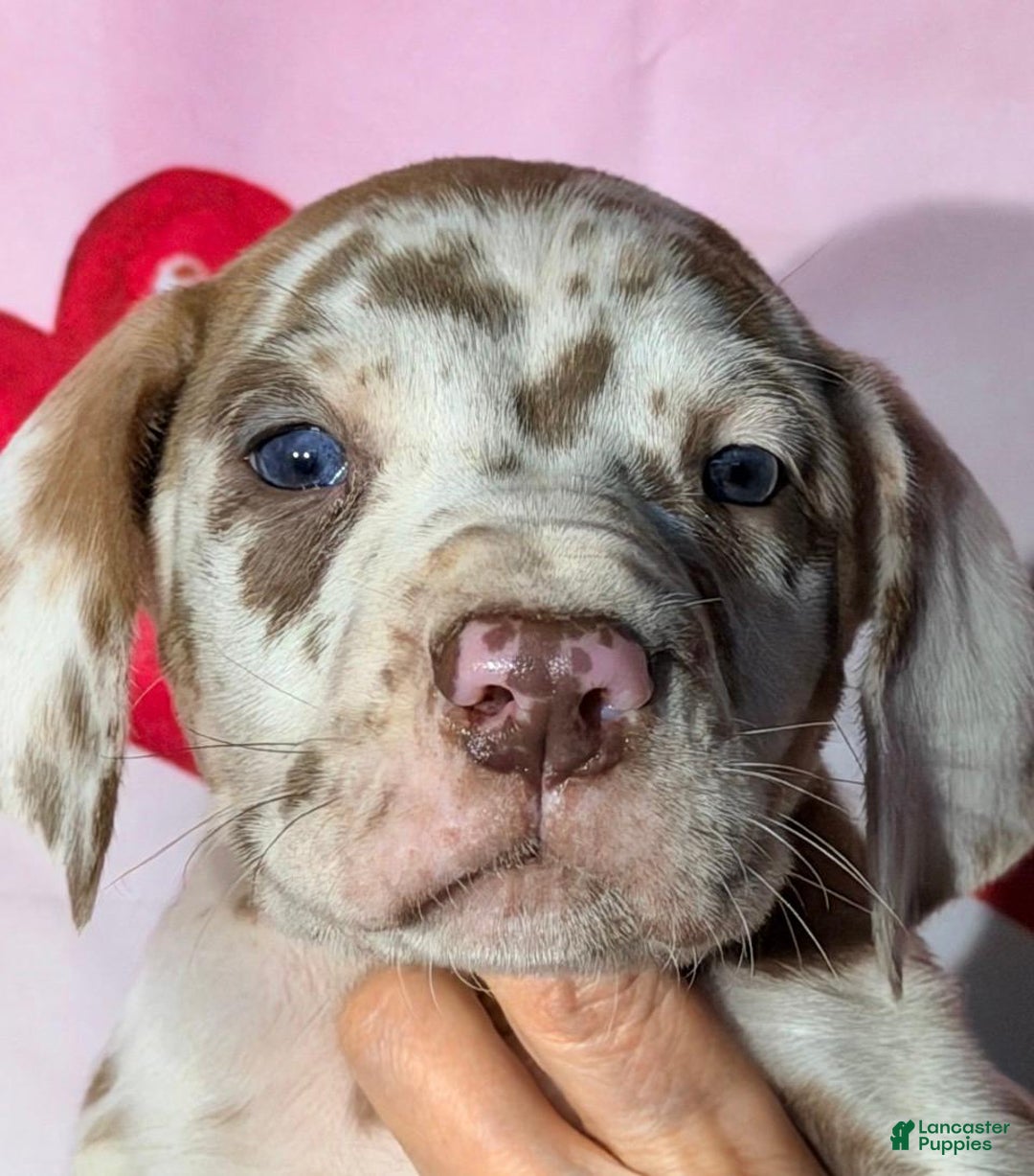 Great Dane dogs for sale: CLARK - CHOCOLATE HARLEQUIN - Ad 1