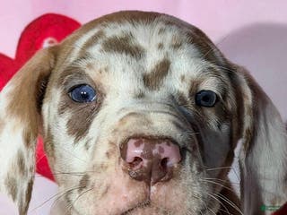 Great Dane dogs CLARK - CHOCOLATE HARLEQUIN - Ad 42