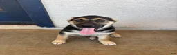 Gerberian Shepsky dogs for sale: Sassy - Ad 1
