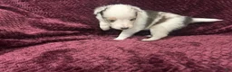 Shetland Sheepdog dogs for sale: Daisy - Ad 3