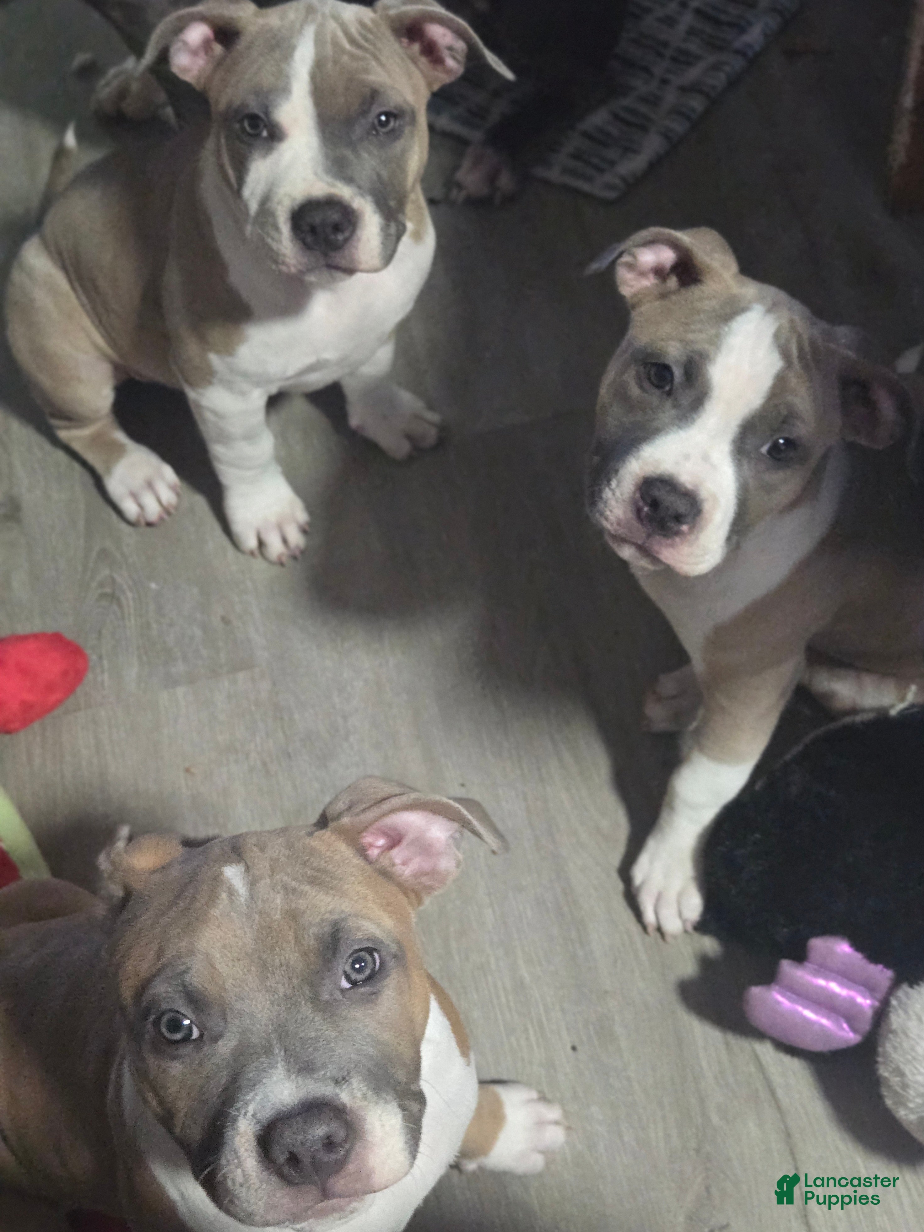 Mixed Breed dogs Crush - Ad 10