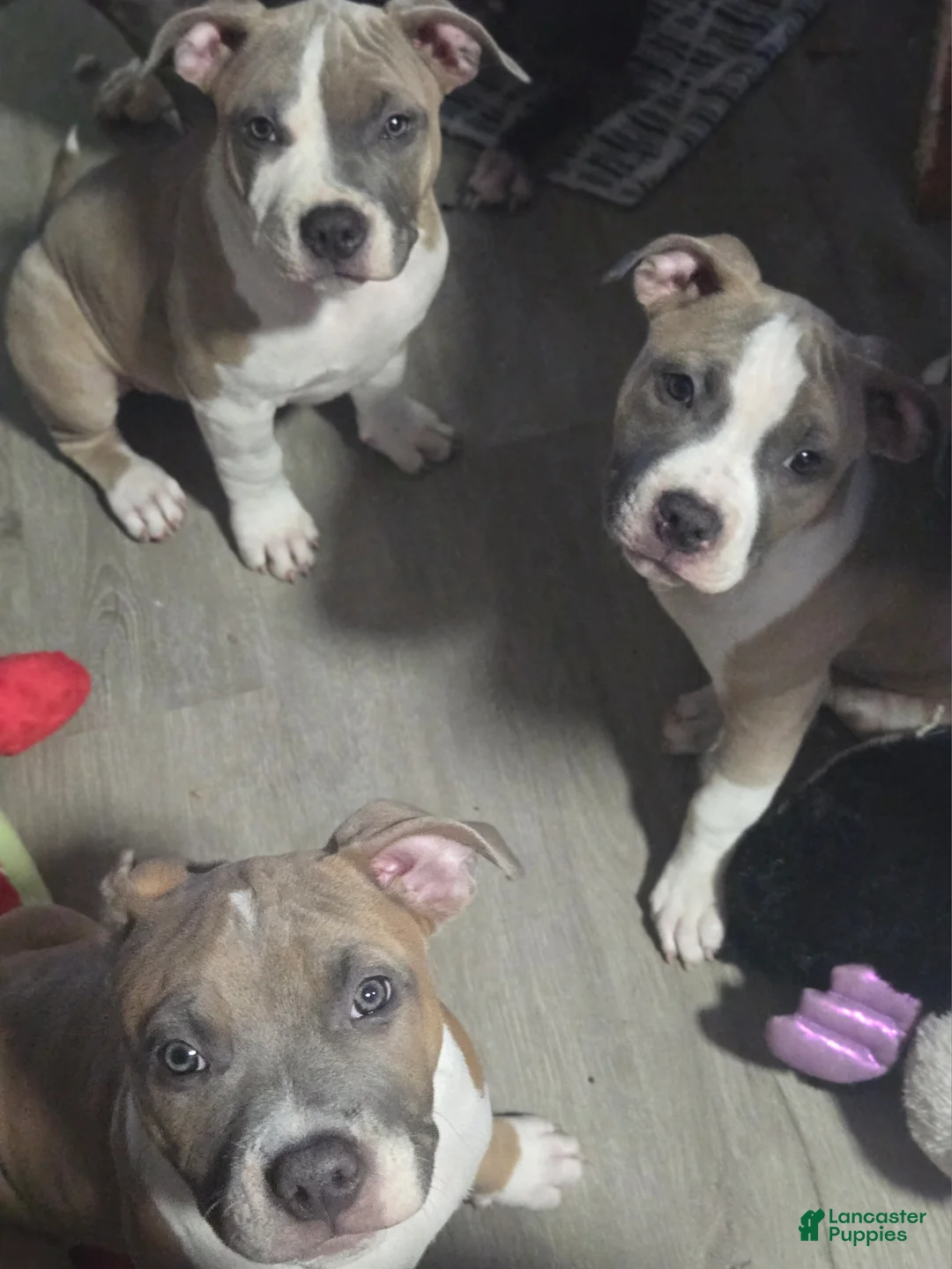 Mixed Breed dogs for sale: Crush - Ad 2