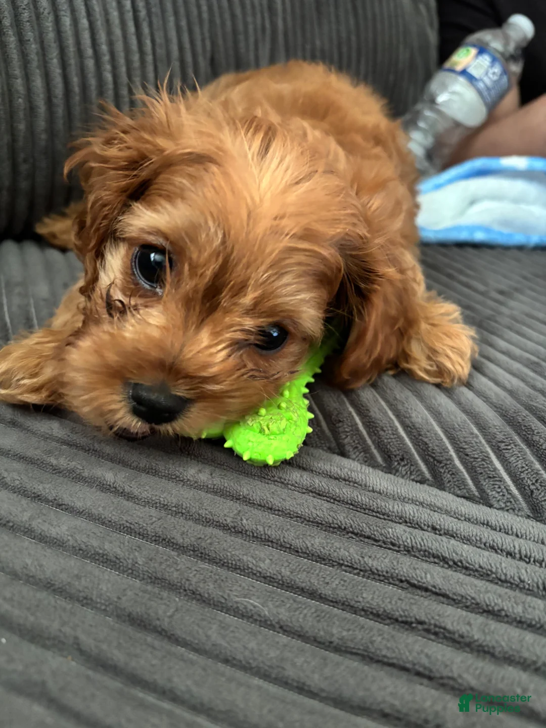Cavapoo dogs for sale: Cavapoo Puppy 1 - Ad 2