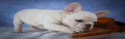 French Bulldog dogs for sale: Tansy🌸 - Ad 3