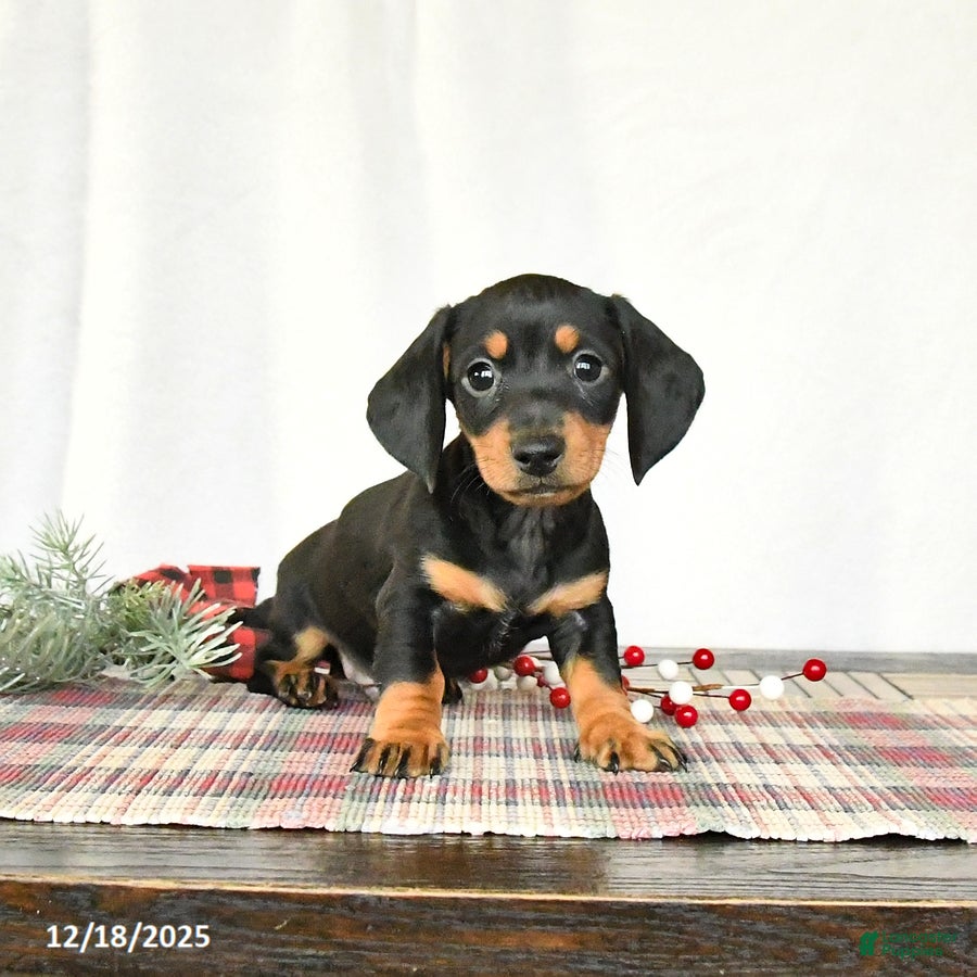 Miniature Dachshund dogs Scooter - Ad 6