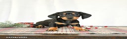 Miniature Dachshund dogs for sale: Scooter - Ad 1