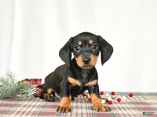 Miniature Dachshund dogs Scooter - Ad 37