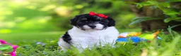 Havapoo dogs for sale: Eva - Ad 4