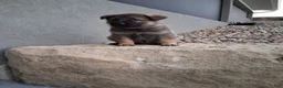 German Shepherd dogs for sale: Kobe - Ad 5