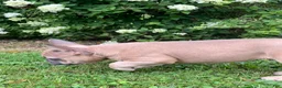 French Bulldog dogs for sale: Blue  - Ad 11