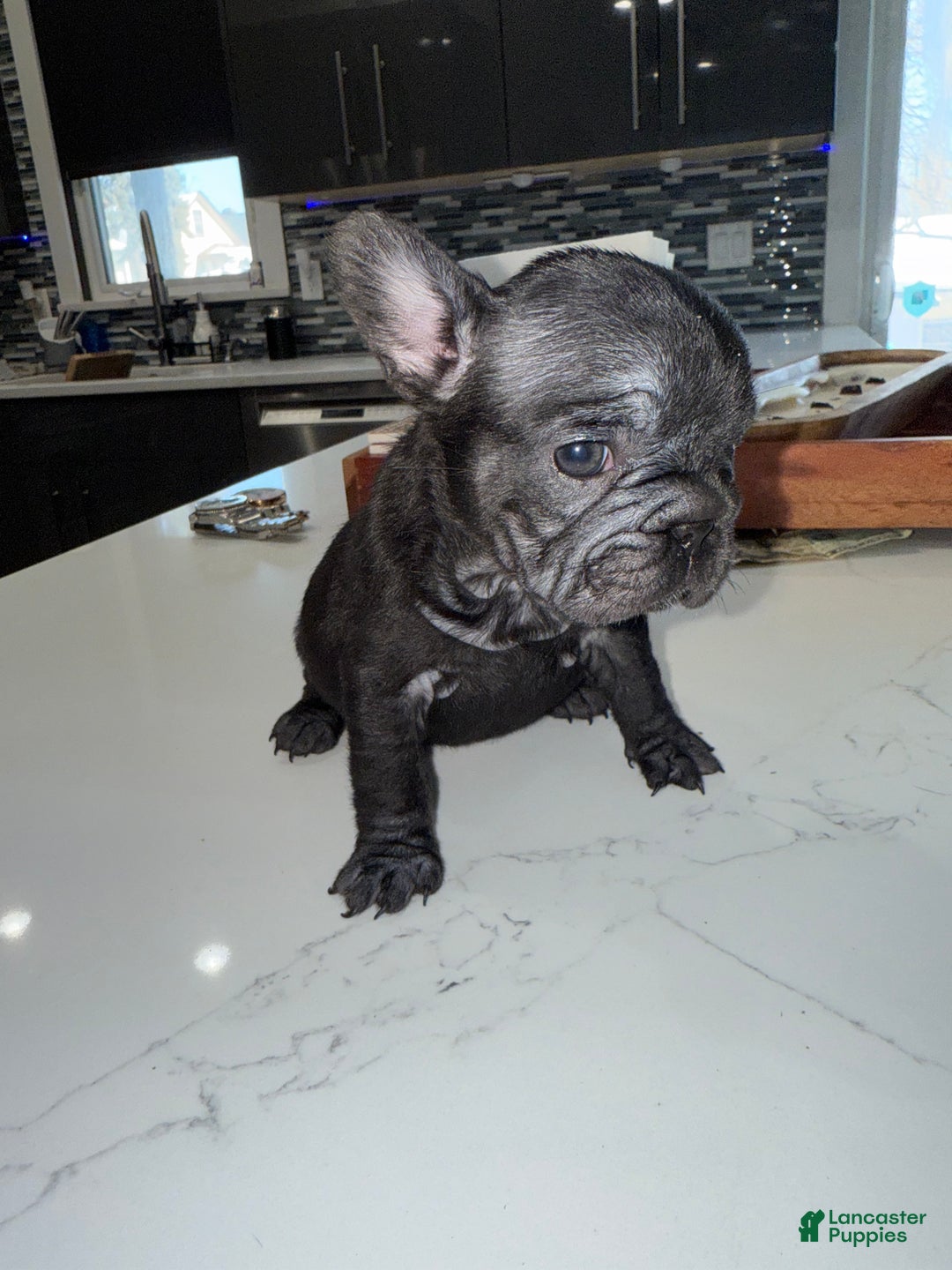 French Bulldog dogs for sale: French Bulldog Puppy 7 - Ad 4