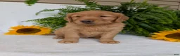 Golden Retriever dogs for sale: Commet - Ad 6