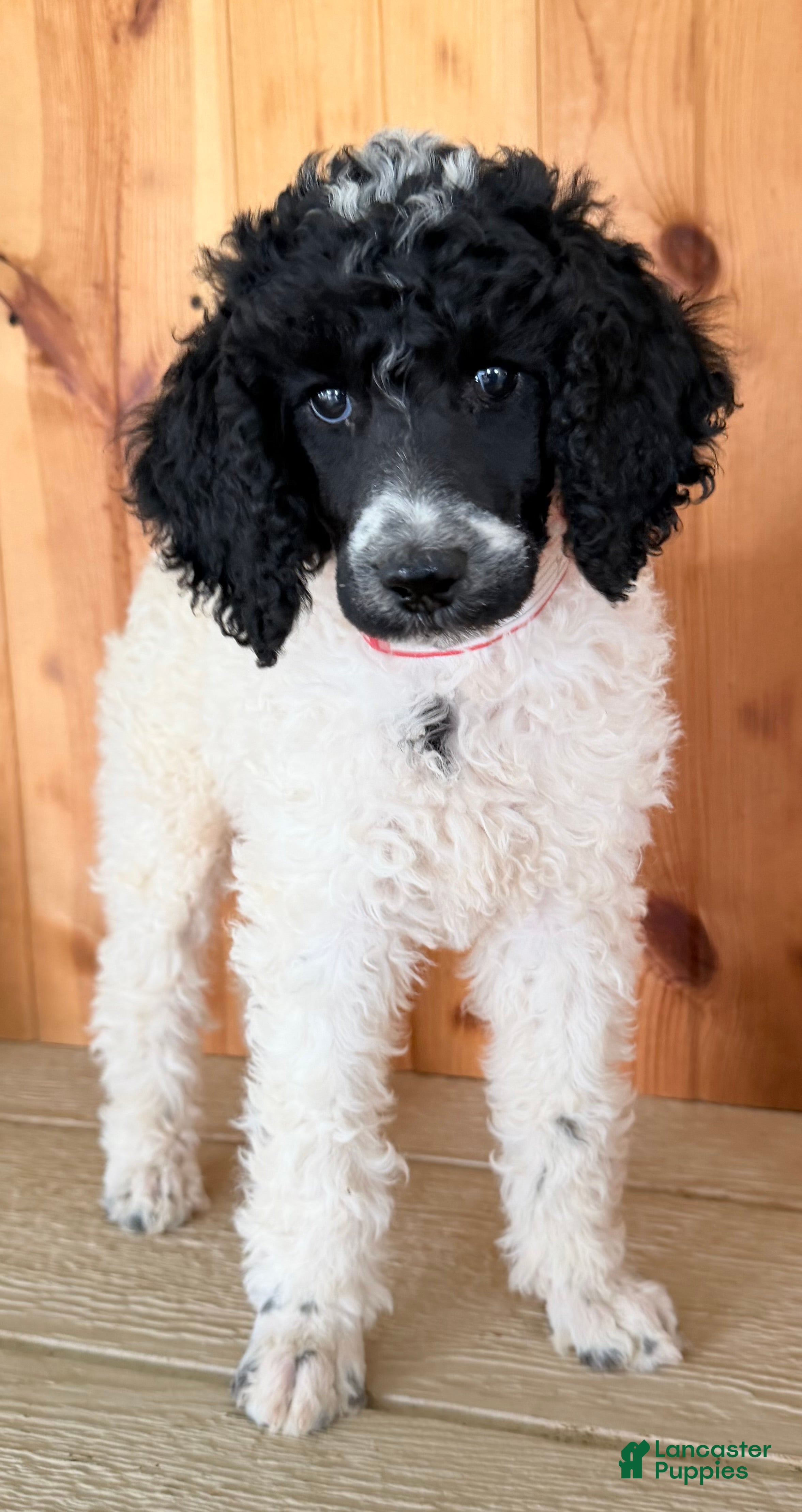 Standard Poodle dogs Karma - Ad 2