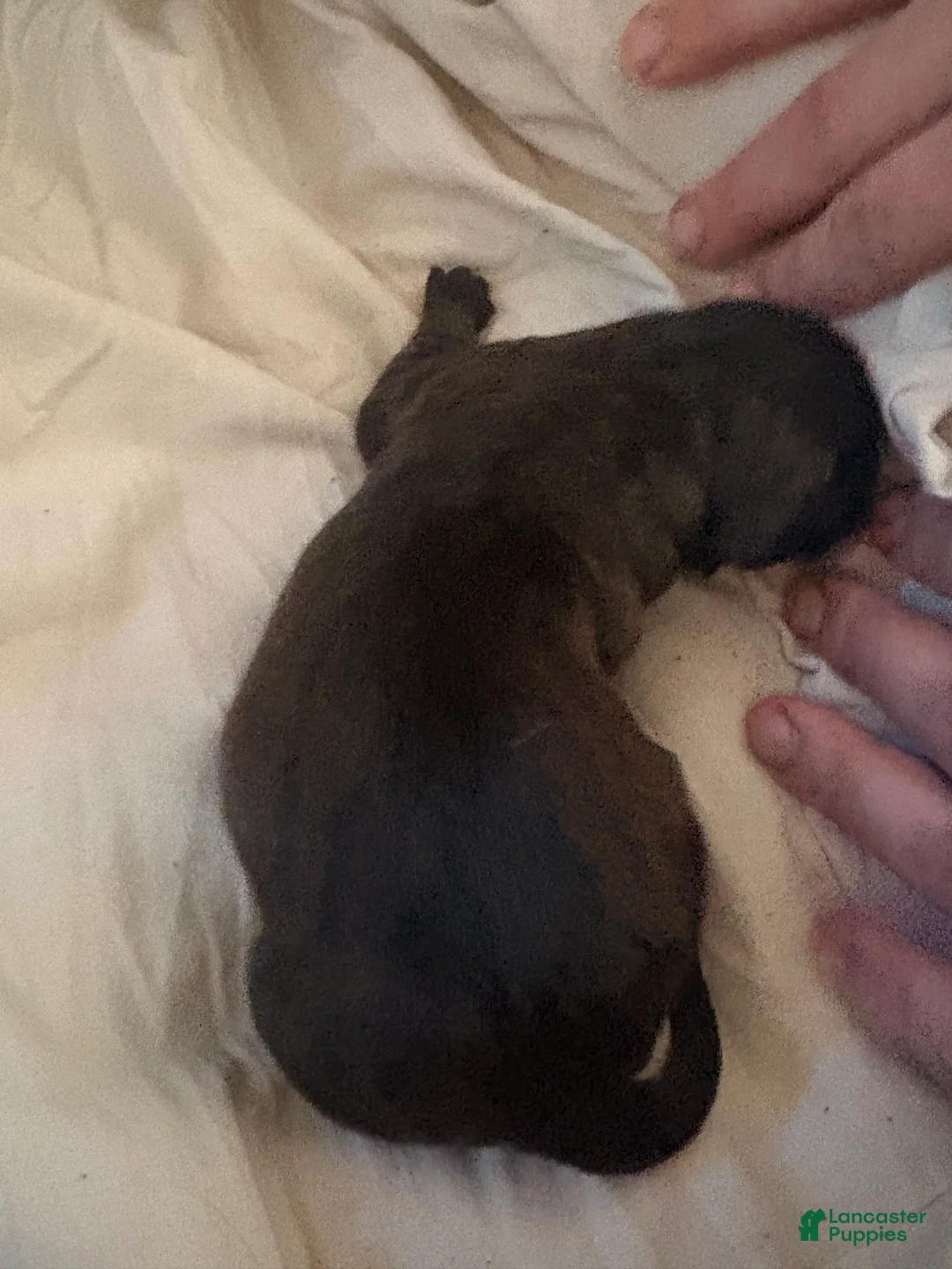 Mixed Breed dogs for sale: Puppy 3-Female - Ad 2