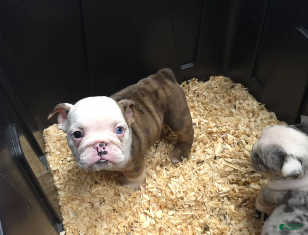 English Bulldog dogs for sale: Merle Female - Ad 1