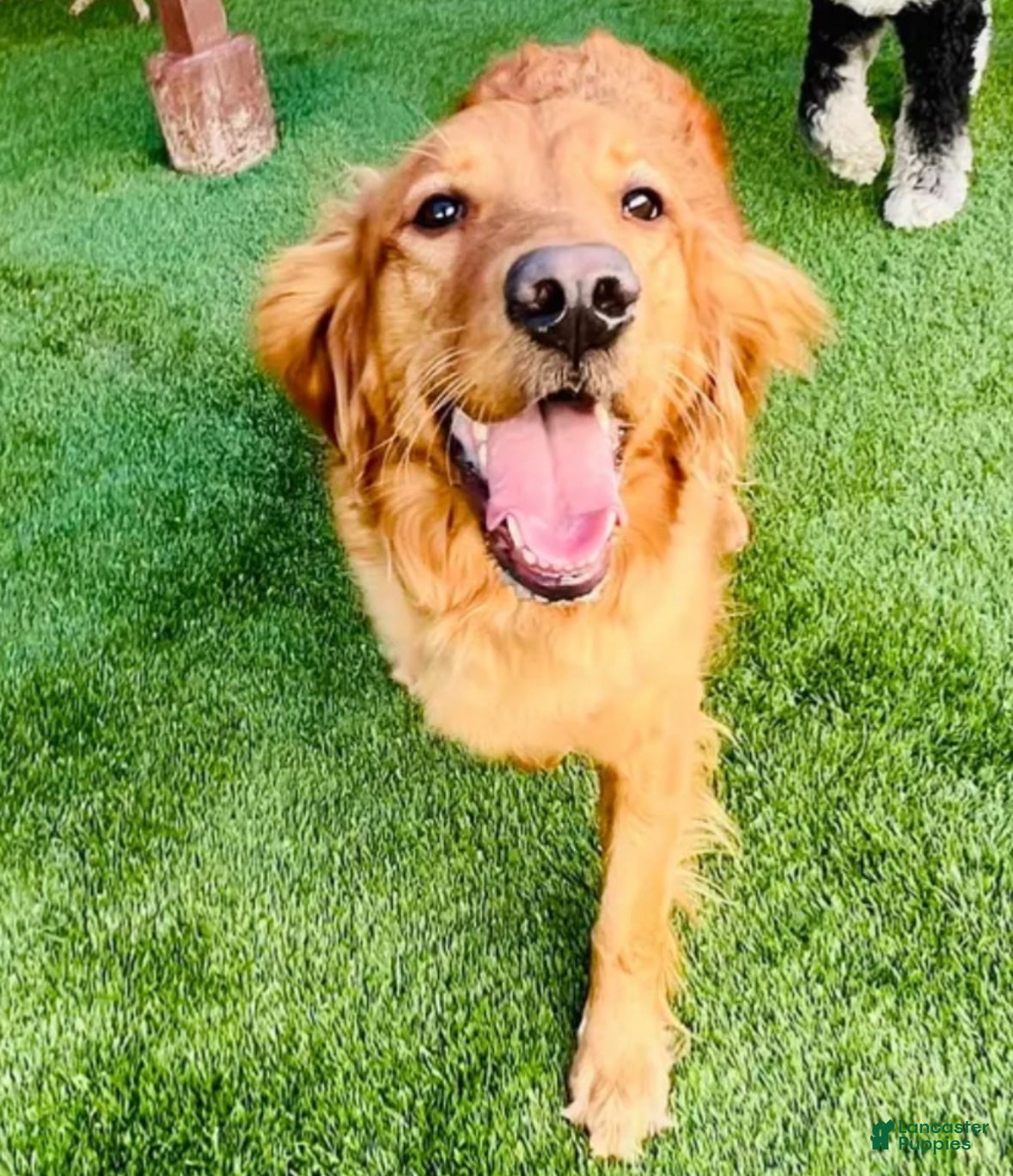 Golden Retriever dogs Golden Retriever Puppy 7 - Ad 2