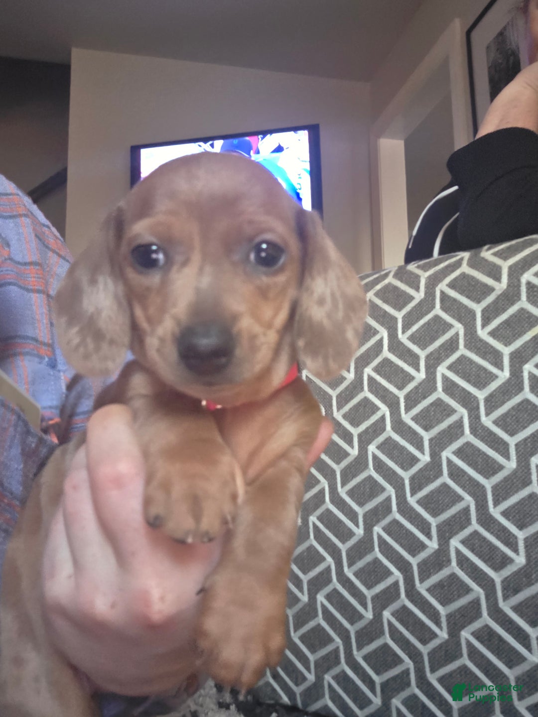 Miniature Dachshund dogs for sale: Annabelle - Ad 1