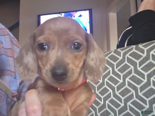 Miniature Dachshund dogs for sale: Annabelle - Ad 1