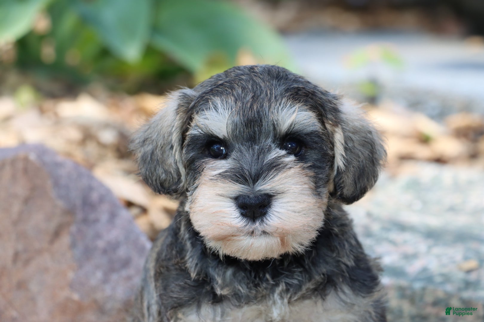 Miniature Schnauzer dogs Twister - Ad 38