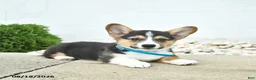 Welsh Corgi Pembroke dogs for sale: Bowe  - Ad 3
