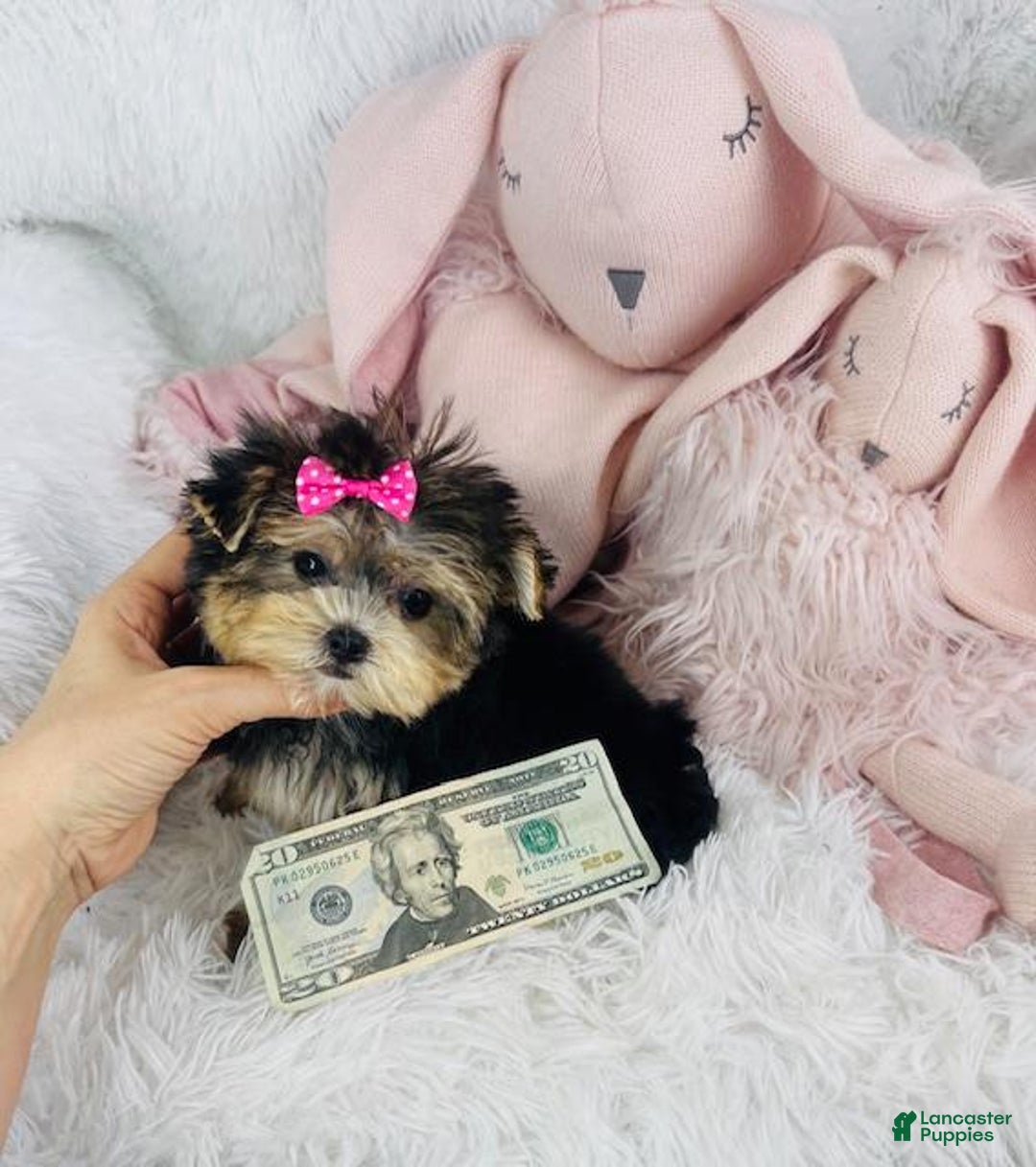 Morkie dogs for sale: Morkie Puppy 1 - Ad 1