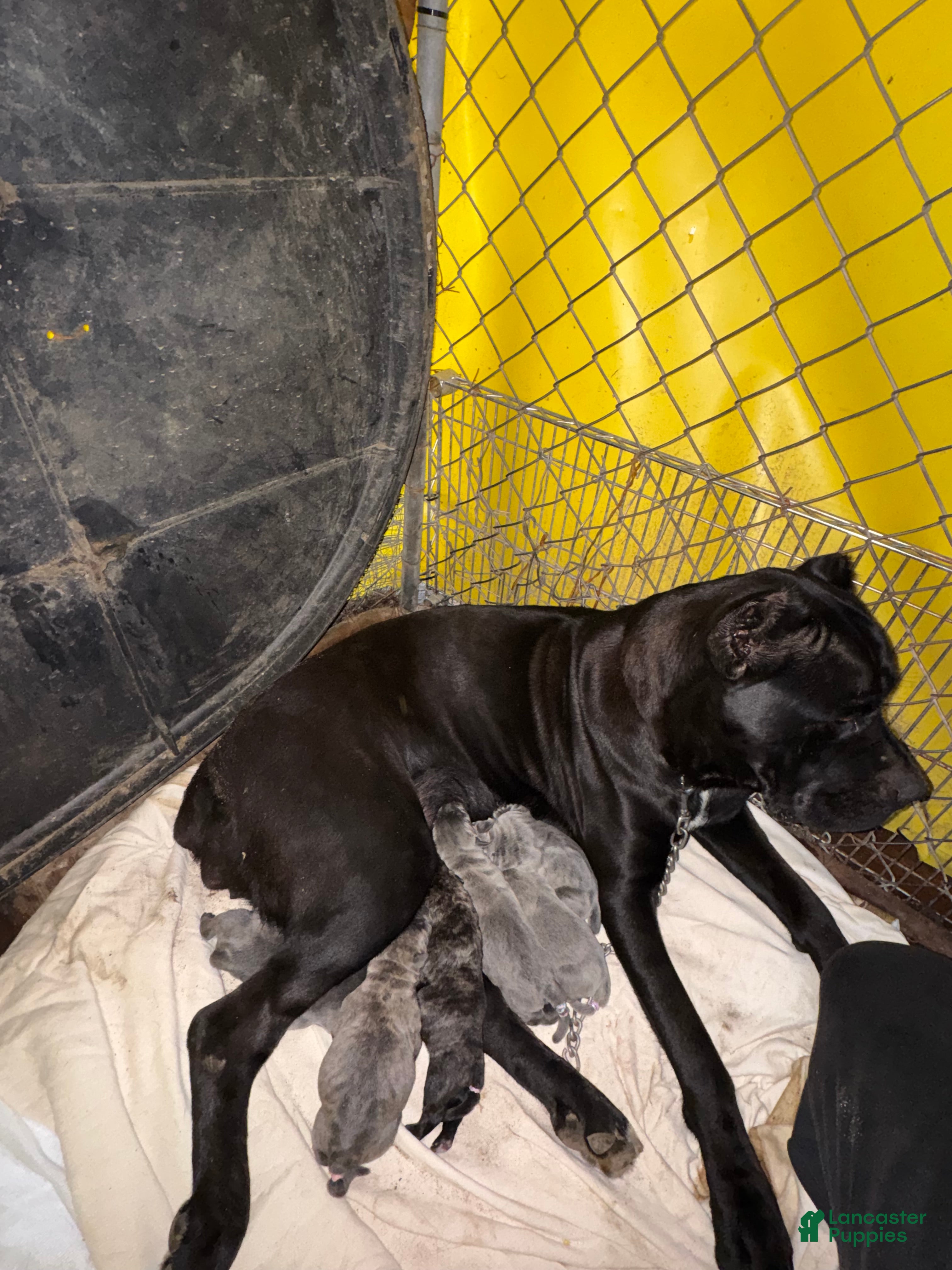 Cane Corso dogs Cane Corso 3 - Ad 24