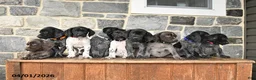 German Shorthaired Pointer dogs for sale: Logo - Ad 5