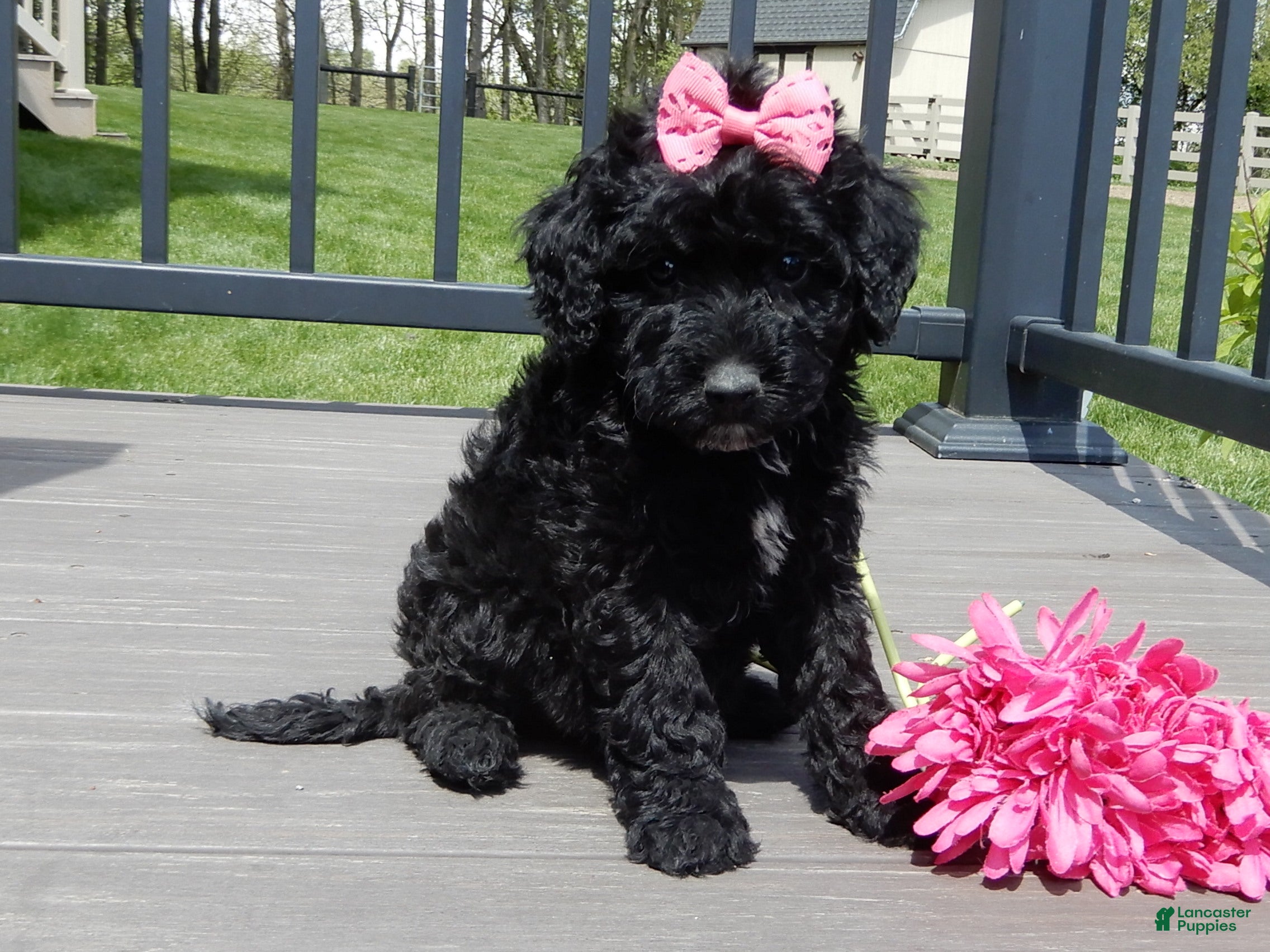 Sheepadoodle dogs Ellie-MEDIUM - Ad 2