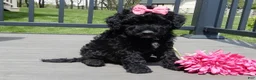 Sheepadoodle dogs for sale: Ellie-MEDIUM - Ad 2