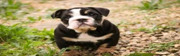 English Bulldog dogs for sale: Amelia - Ad 7