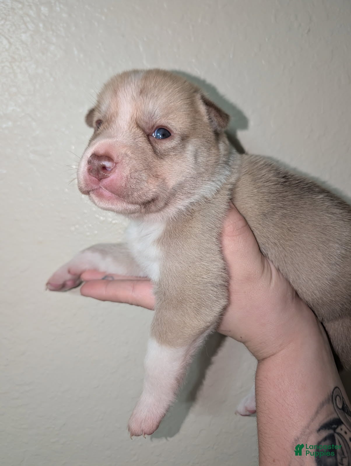 Pitsky dogs Peana - Ad 1