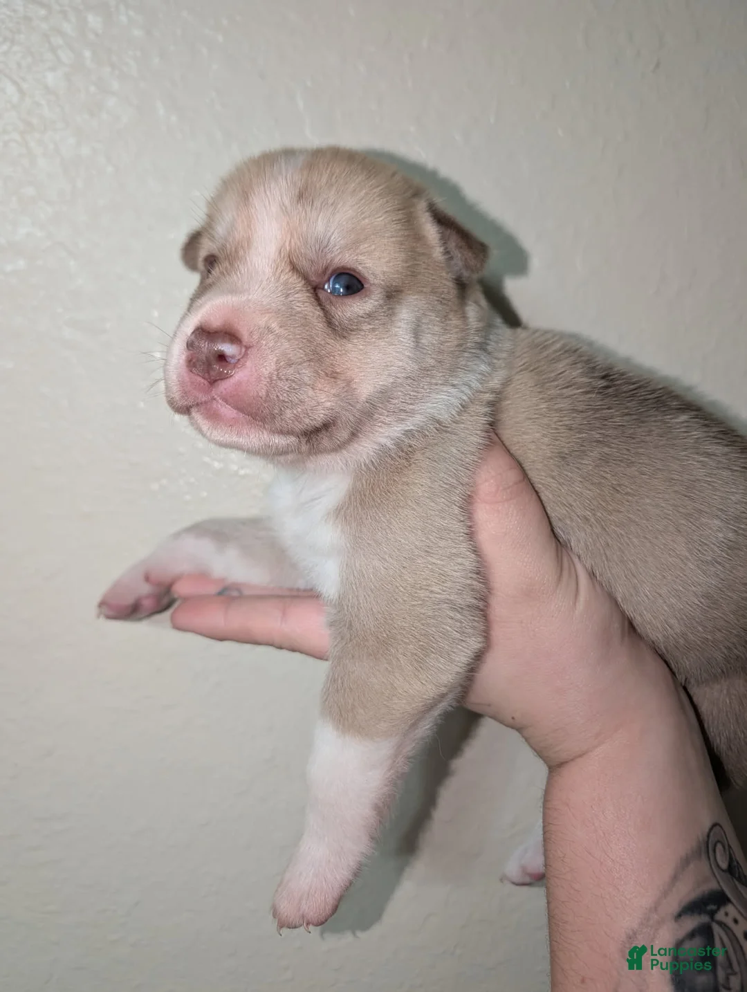 Pitsky dogs for sale: Peana - Ad 1
