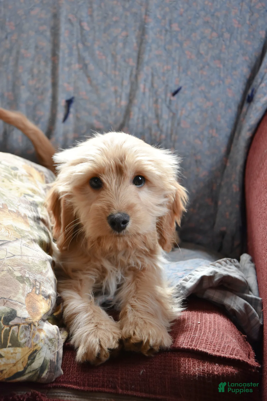Cockapoo dogs for sale: Hunter - Ad 1