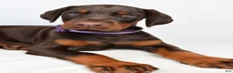 Doberman Pinscher dogs for sale: Beulah - Ad 3