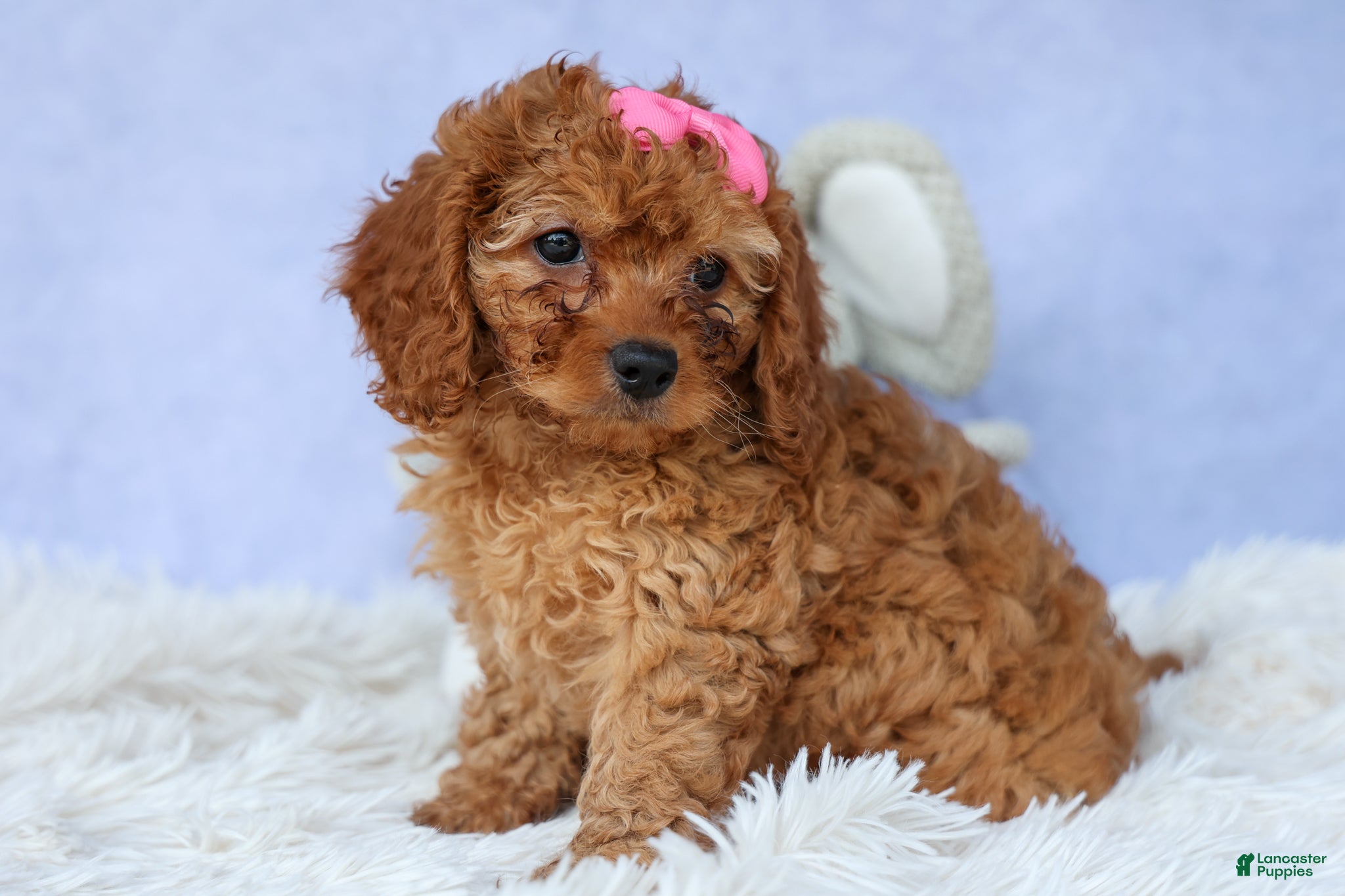 Cavapoo dogs TAMMY - Ad 1