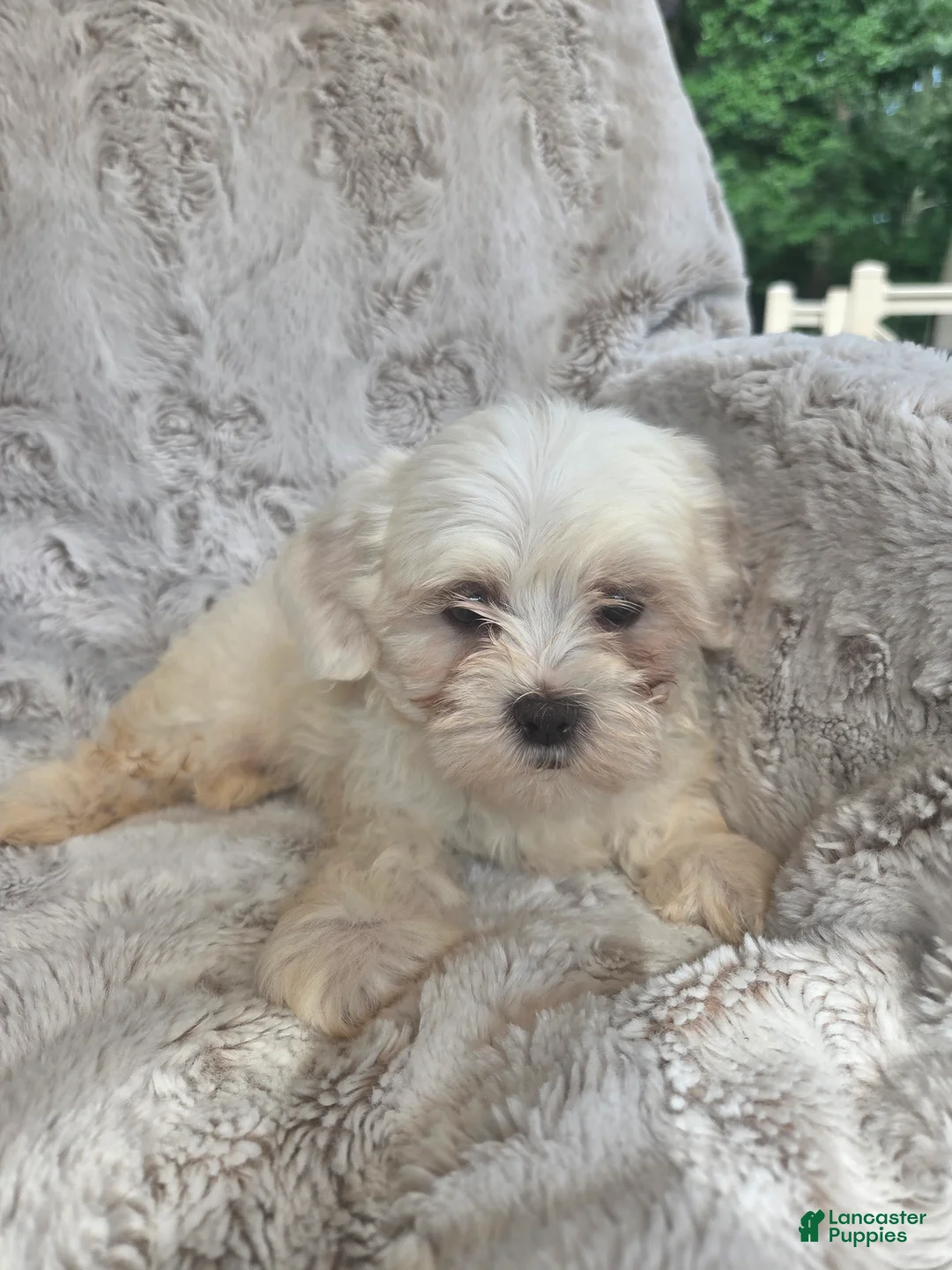 Mixed Breed dogs for sale:  Jen  - Ad 1