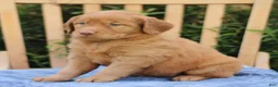 Mixed Breed dogs for sale: Sunshine  - Ad 4