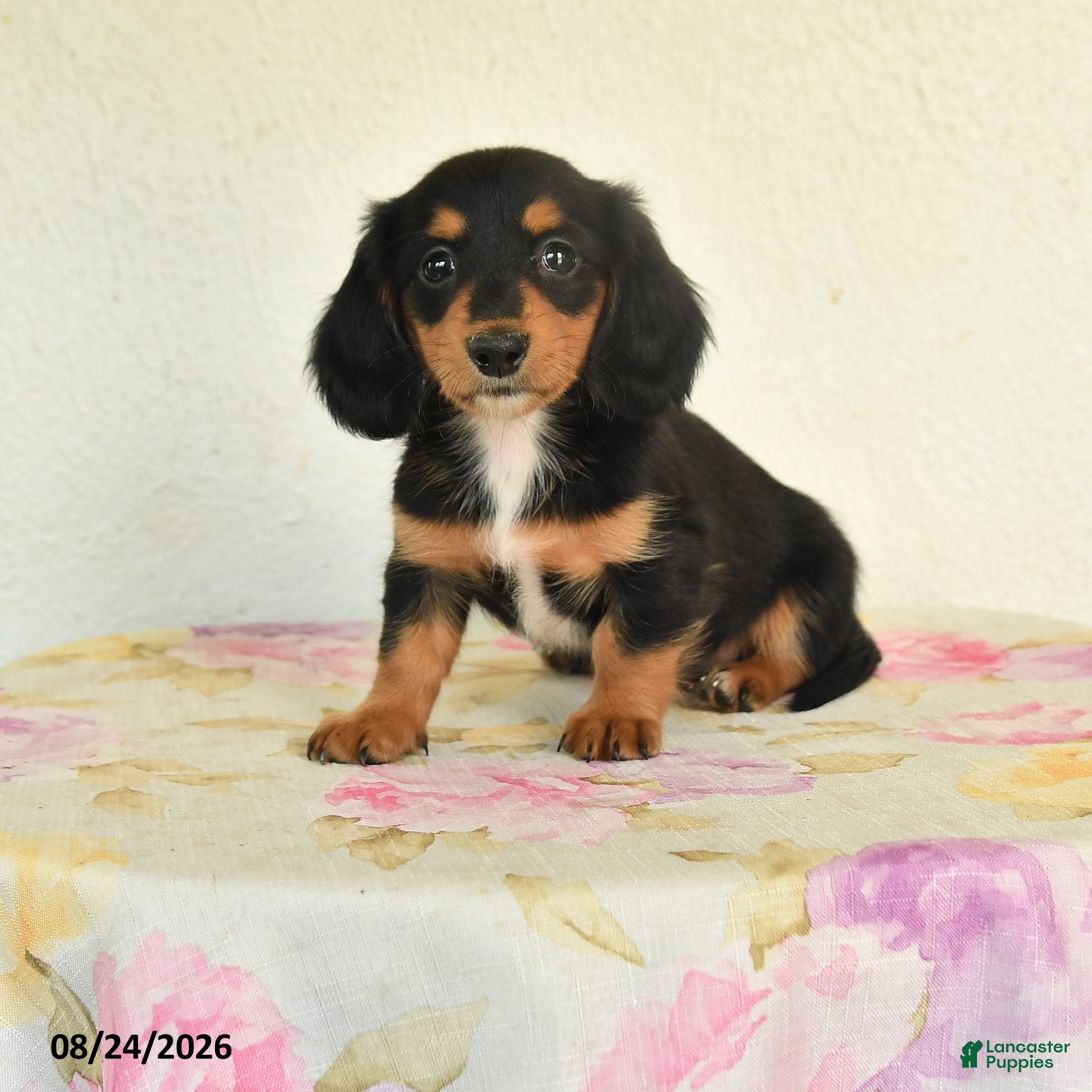 Miniature Dachshund dogs Lily - Ad 1