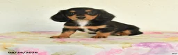 Miniature Dachshund dogs for sale: Lily - Ad 1
