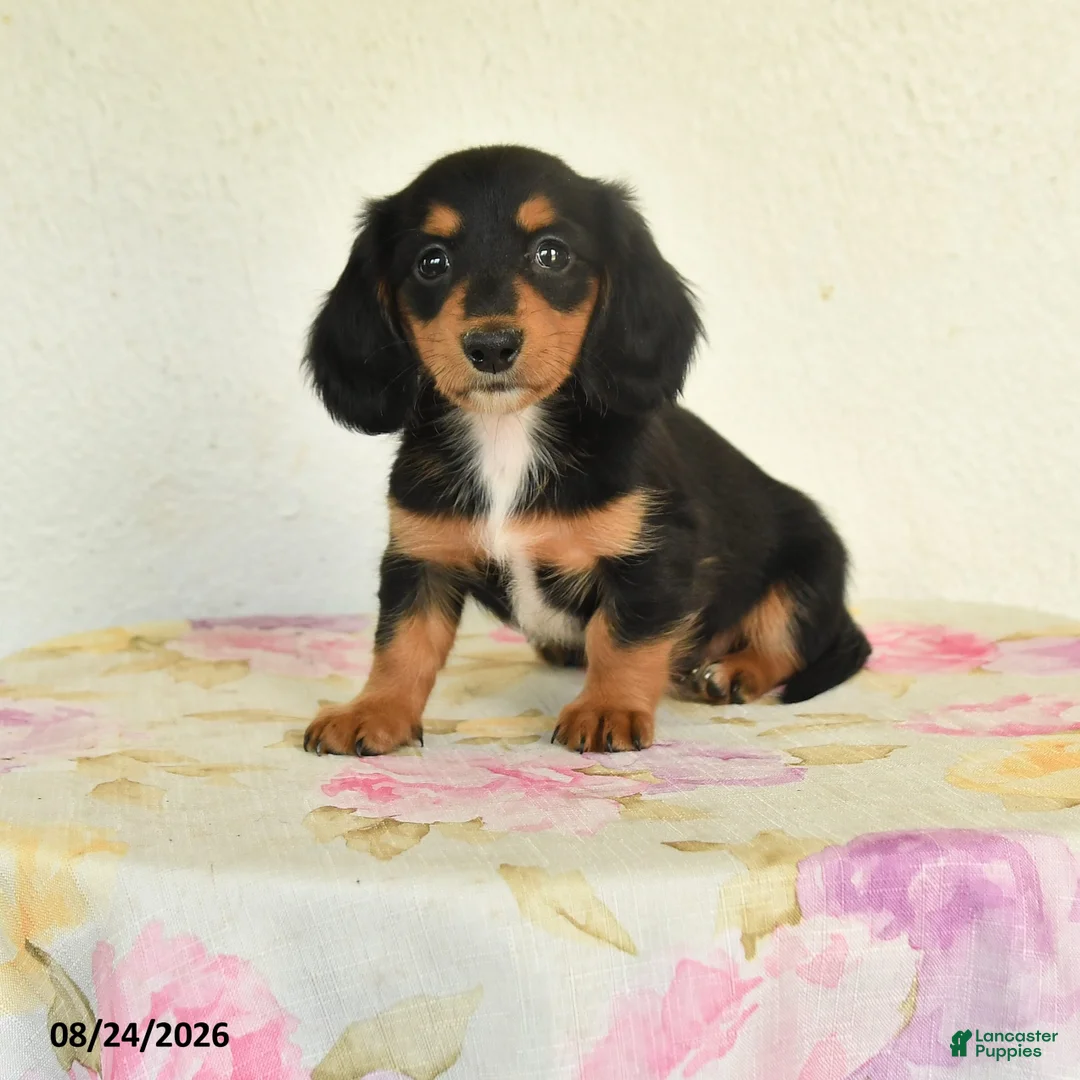 Miniature Dachshund dogs for sale: Lily - Ad 1