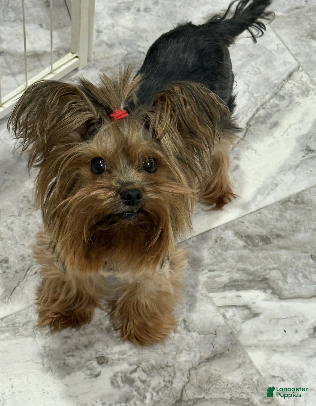 Yorkshire Terrier dogs for sale: Yorkshire Terrier Adult Female - Ad 3