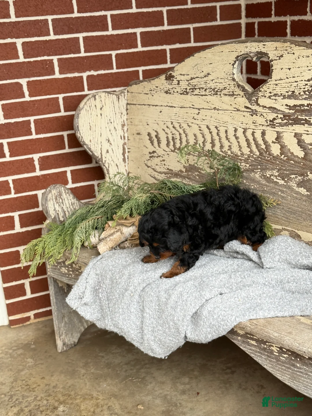 Mixed Breed dogs for sale: Marsh - Ad 13