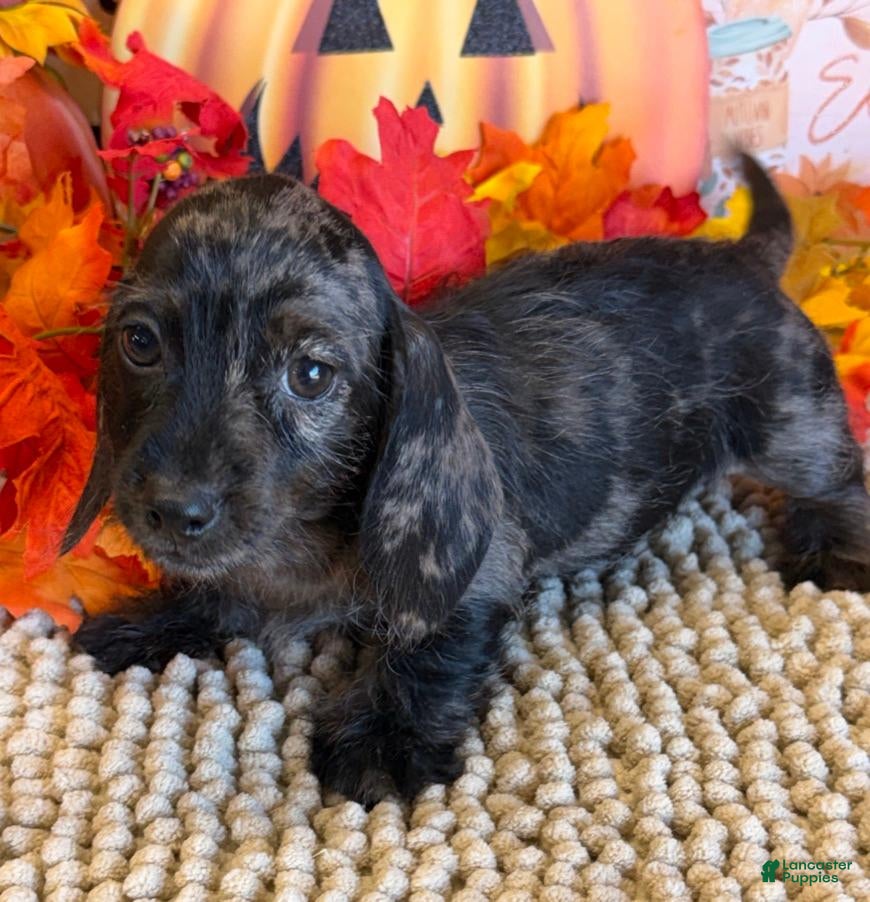 Miniature Dachshund dogs Dapple wire Girl - Ad 36