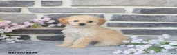 Miniature Poodle dogs for sale: Eva - Ad 3