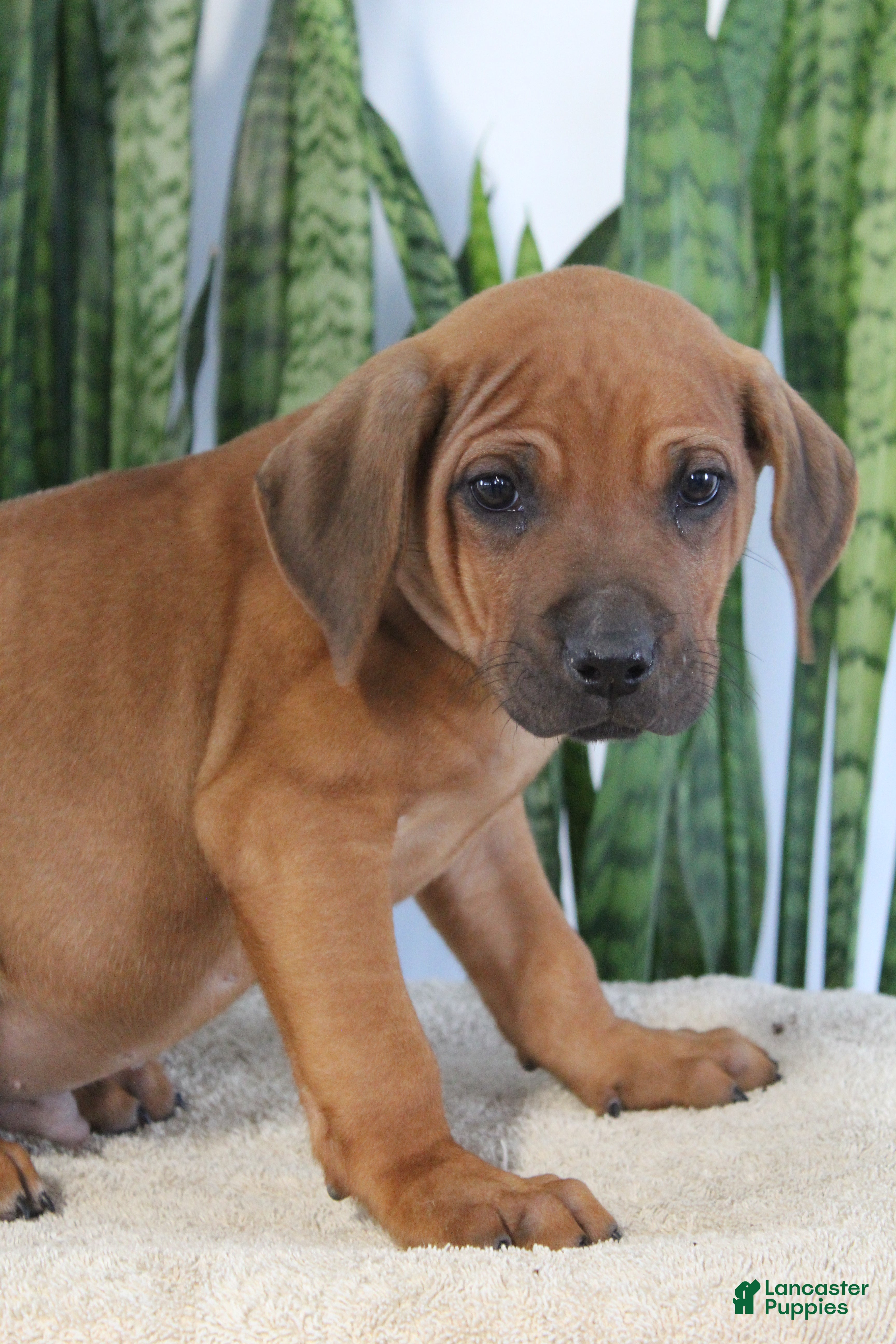 Rhodesian Ridgeback dogs Buddy - Ad 3