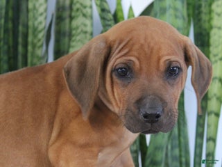 Rhodesian Ridgeback dogs Buddy - Ad 3