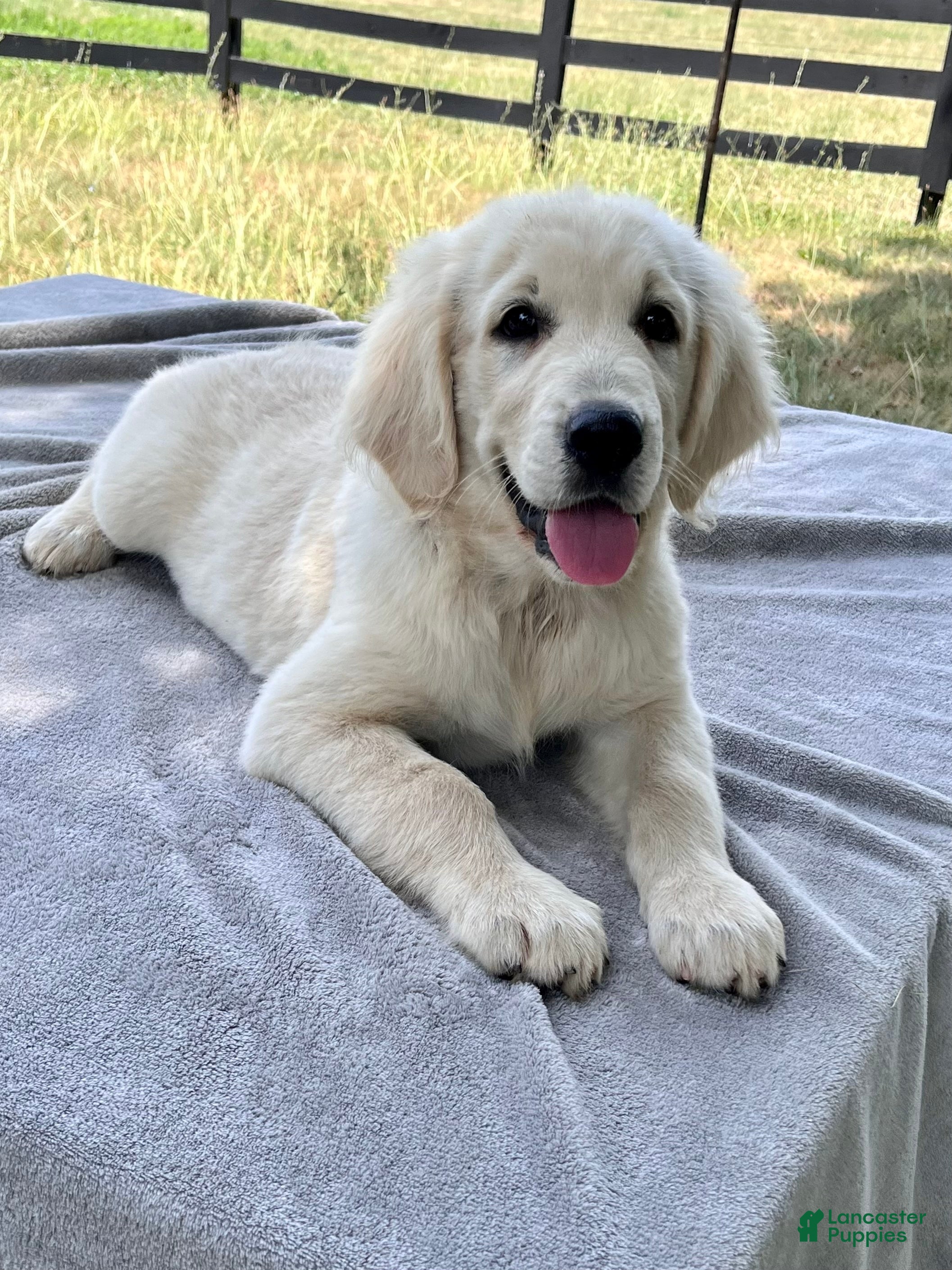 Golden Retriever dogs Winston - Ad 1
