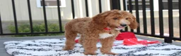 Cavapoo dogs for sale: Lenny  - Ad 8